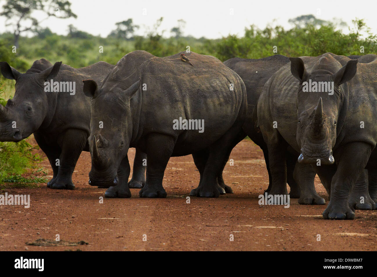 A herd (also called a 'crash' or 'stubbornness') of southern white rhinoceroses blocking the road, Kruger National Park, Africa Stock Photo