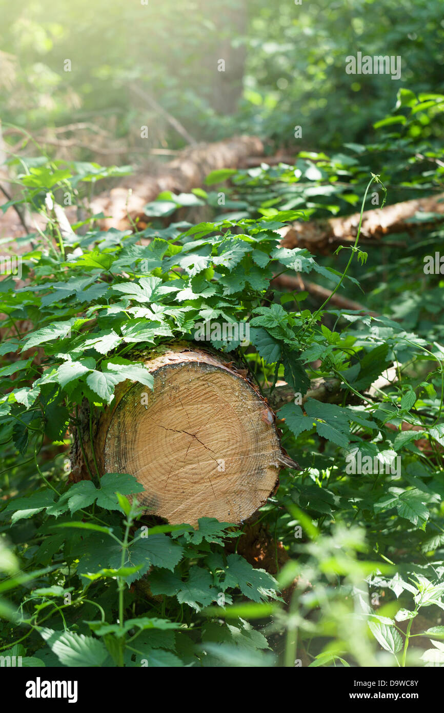 cut-down-a-tree-in-the-forest-stock-photo-alamy