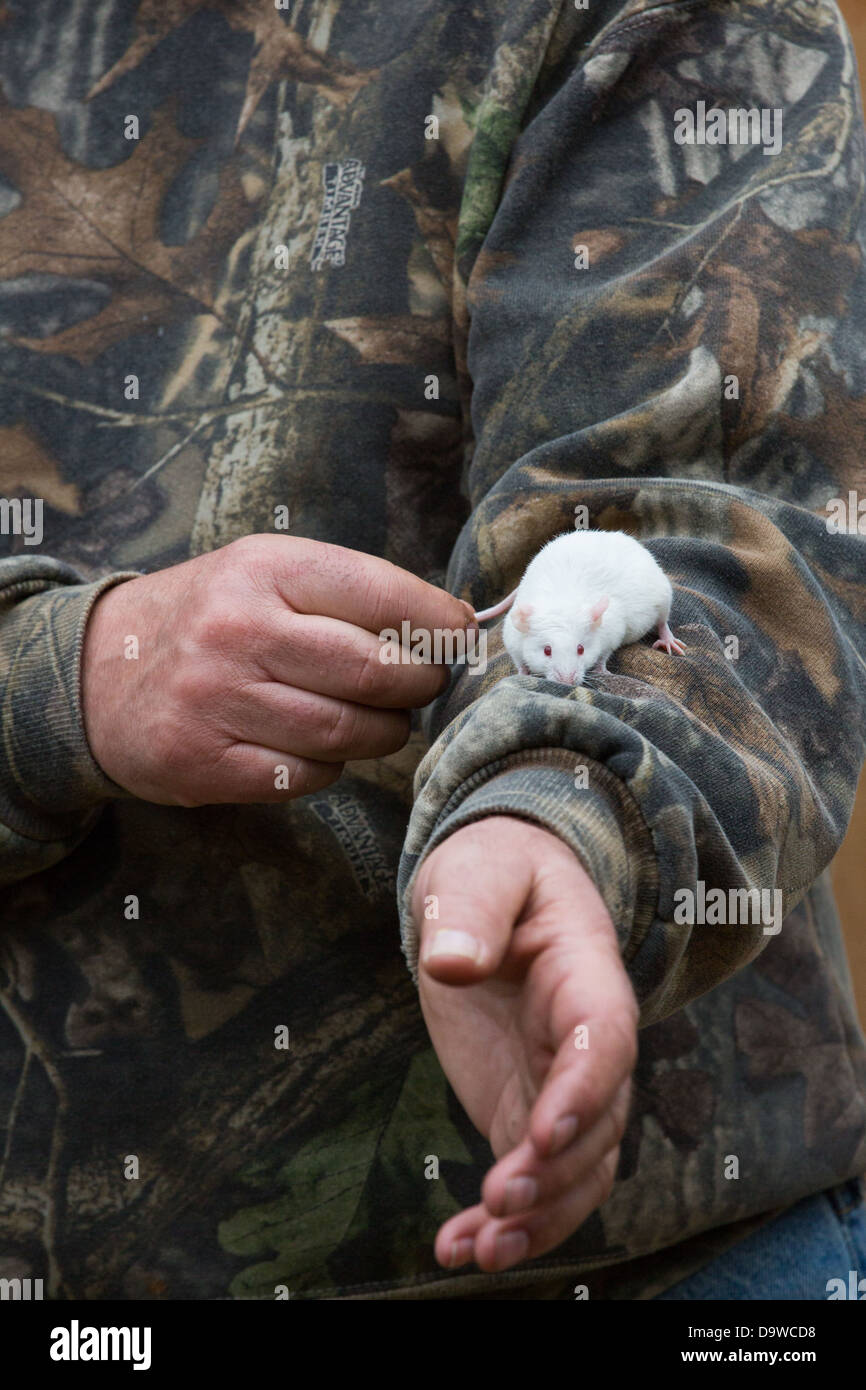 White mouse used for trapping birds Stock Photo