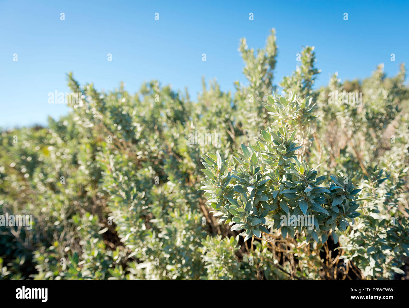 Saltbush, atriplex or orache as it's sometimes known is a common bush in Australia's desert areas Stock Photo