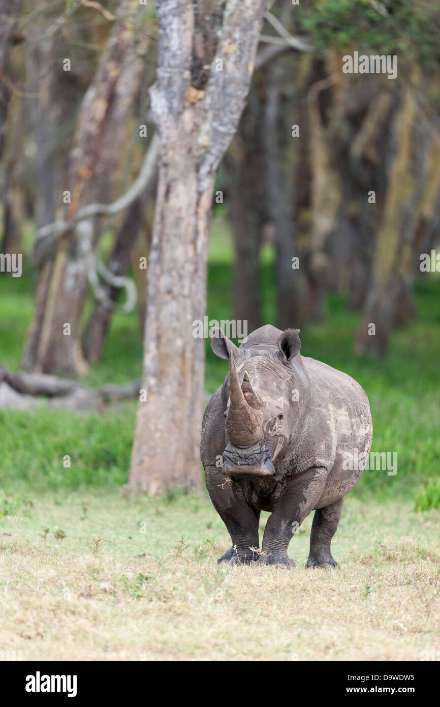 White rhinoceros or square-lipped rhinoceros (Ceratotherium simum), Kenya, Africa. Stock Photo