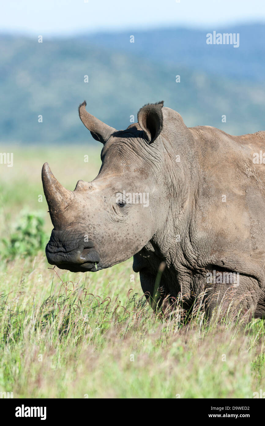 White rhinoceros or square-lipped rhinoceros (Ceratotherium simum), Kenya, Africa. Stock Photo