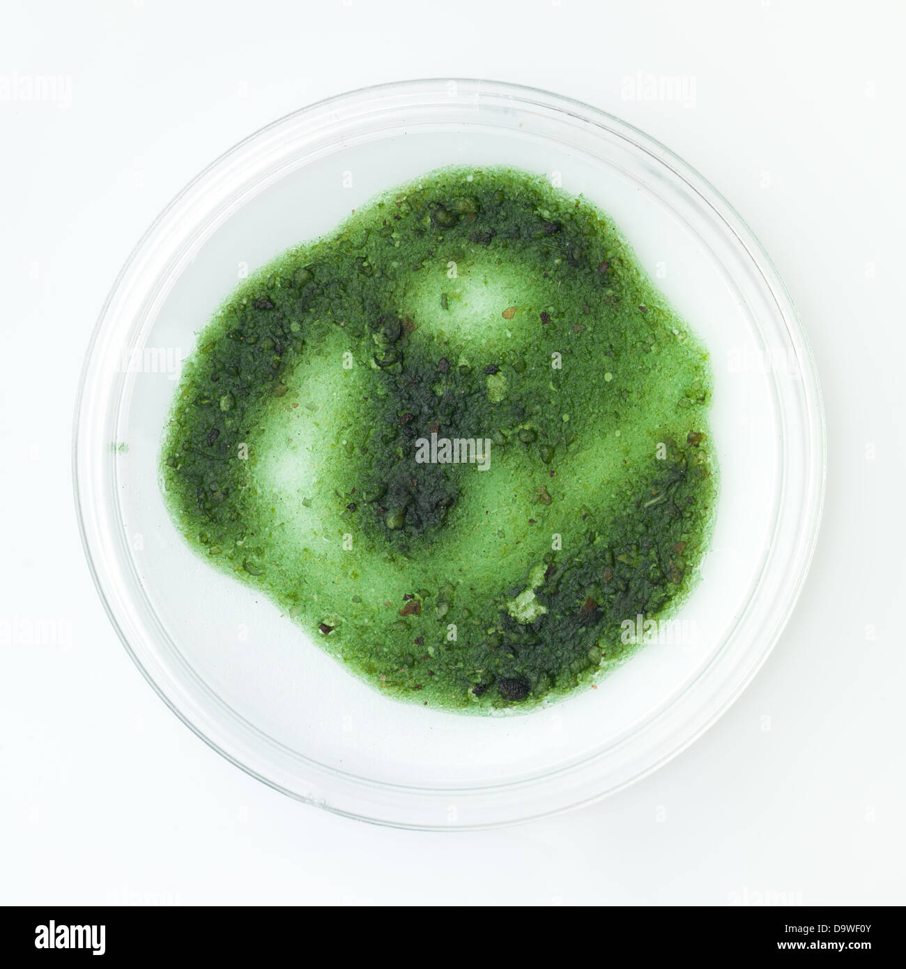 aerial view of green fully developed mold sample in a petri dish on a