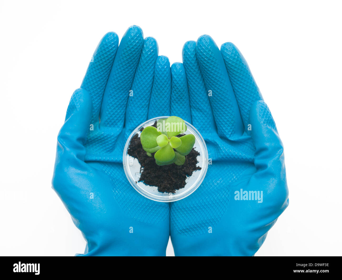 two hands in blue rubber gloves holding a petri dish with a small sprout of a leafy plant emerging from a clump of dirt, against a white background Stock Photo