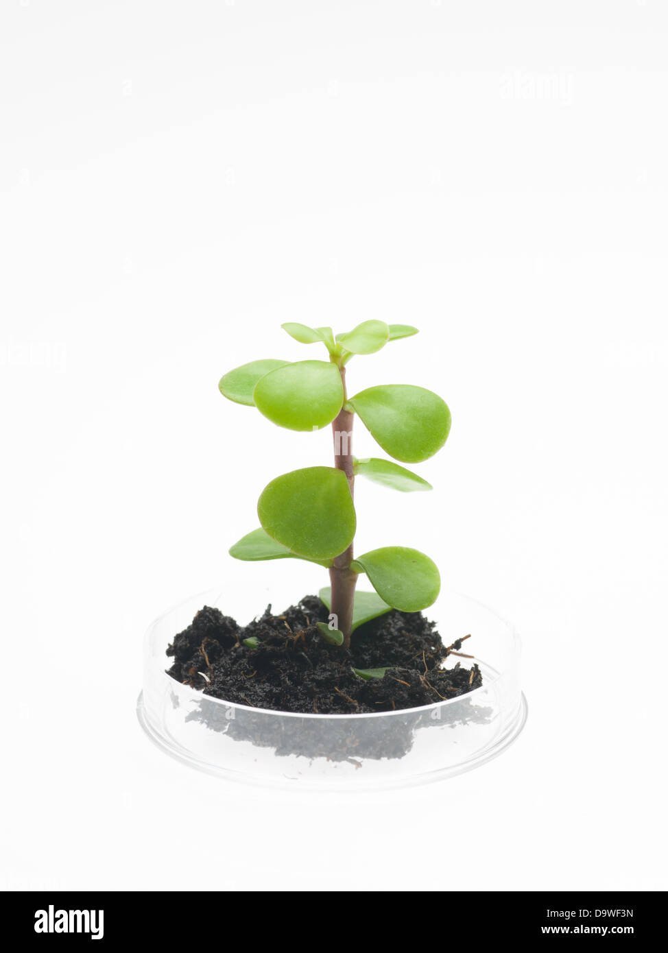 perspective view of petri dish with a small sprout of a leafy plant emerging from a clump of dirt, against a white background Stock Photo