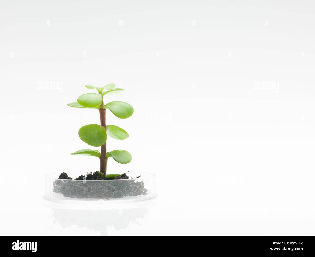 side view of petri dish with a small sprout of a leafy plant emerging from a clump of dirt, against a white background Stock Photo
