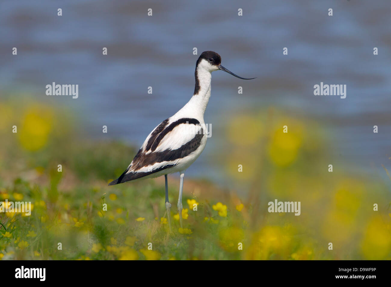 Avocet Recurvirostra avocetta feeding at Cley Nature reserve Norfolk Stock Photo