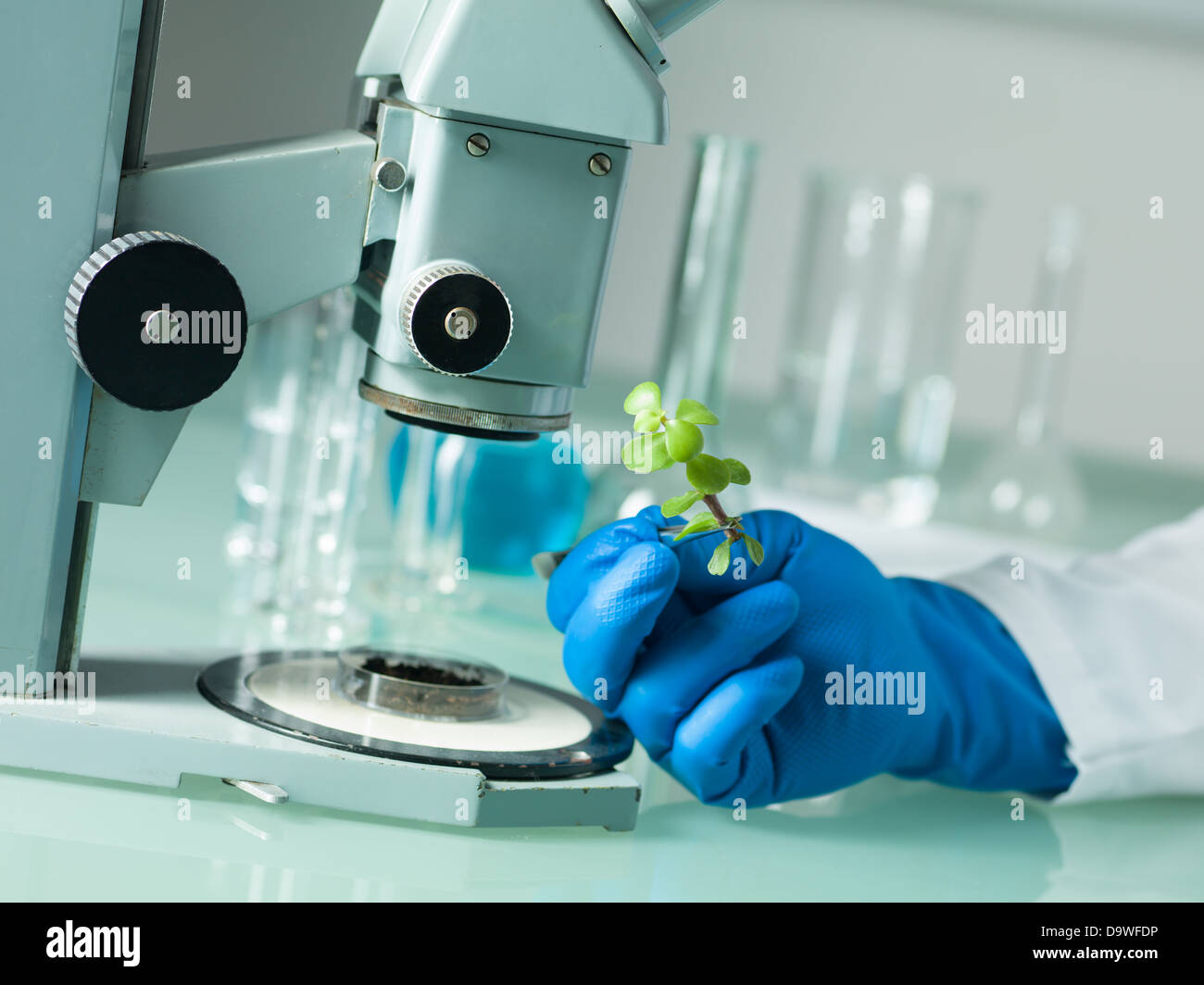 image showing a person' s hand in a rubber blue glove holding a small leafy plant with tweezers next to a microscope with laboratory glassware in the background Stock Photo