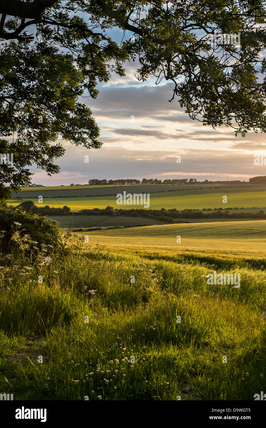 Row of ash trees hi-res stock photography and images - Alamy