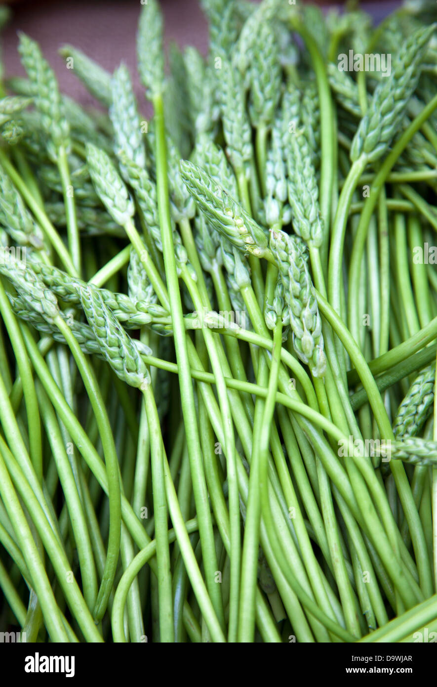 Wild asparagus uk hi-res stock photography and images - Alamy
