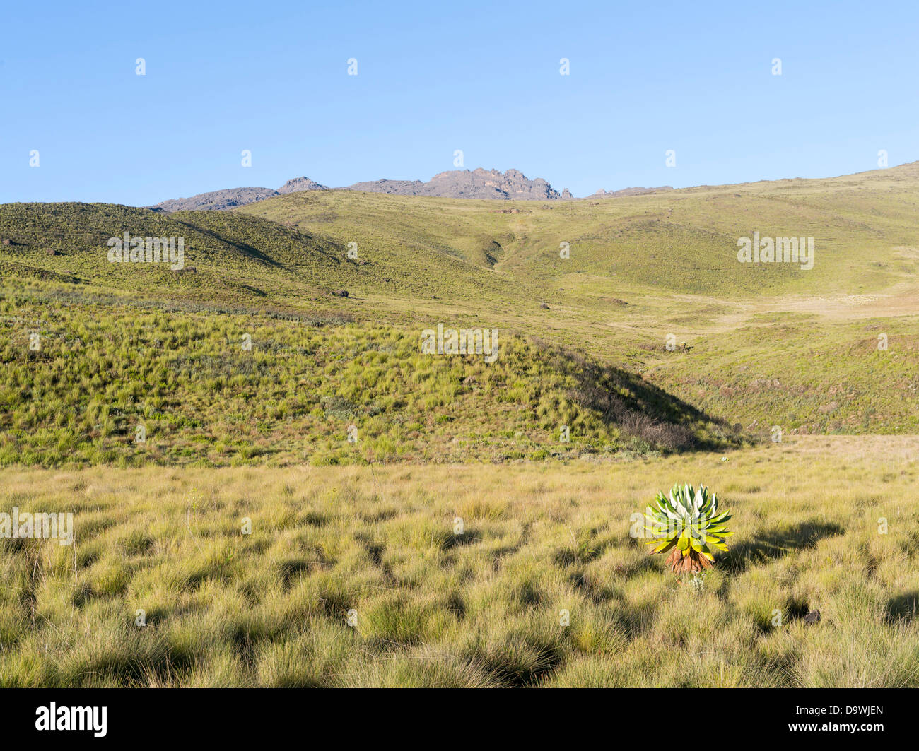 Kenya, Africa, Northeast Mount Kenya National Park. The peaks Batian ...