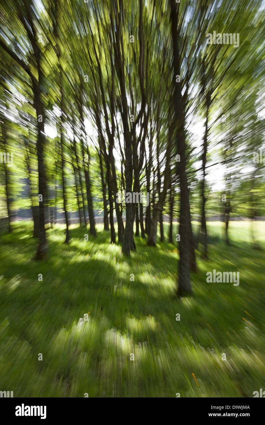 Zoom Abstract of Woodland Trees in Summer Stock Photo