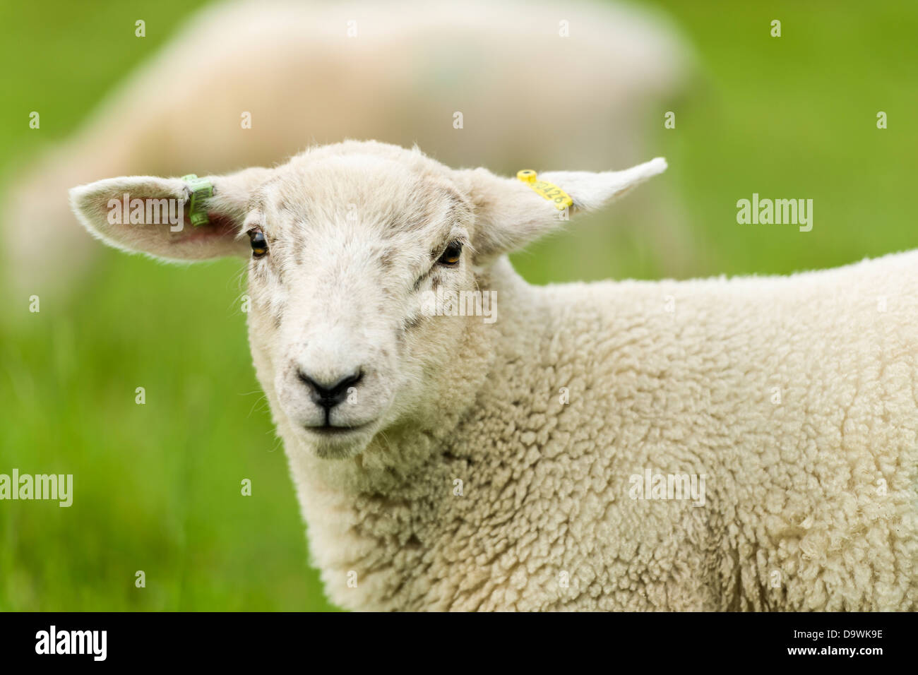 Lambs head hires stock photography and images Alamy