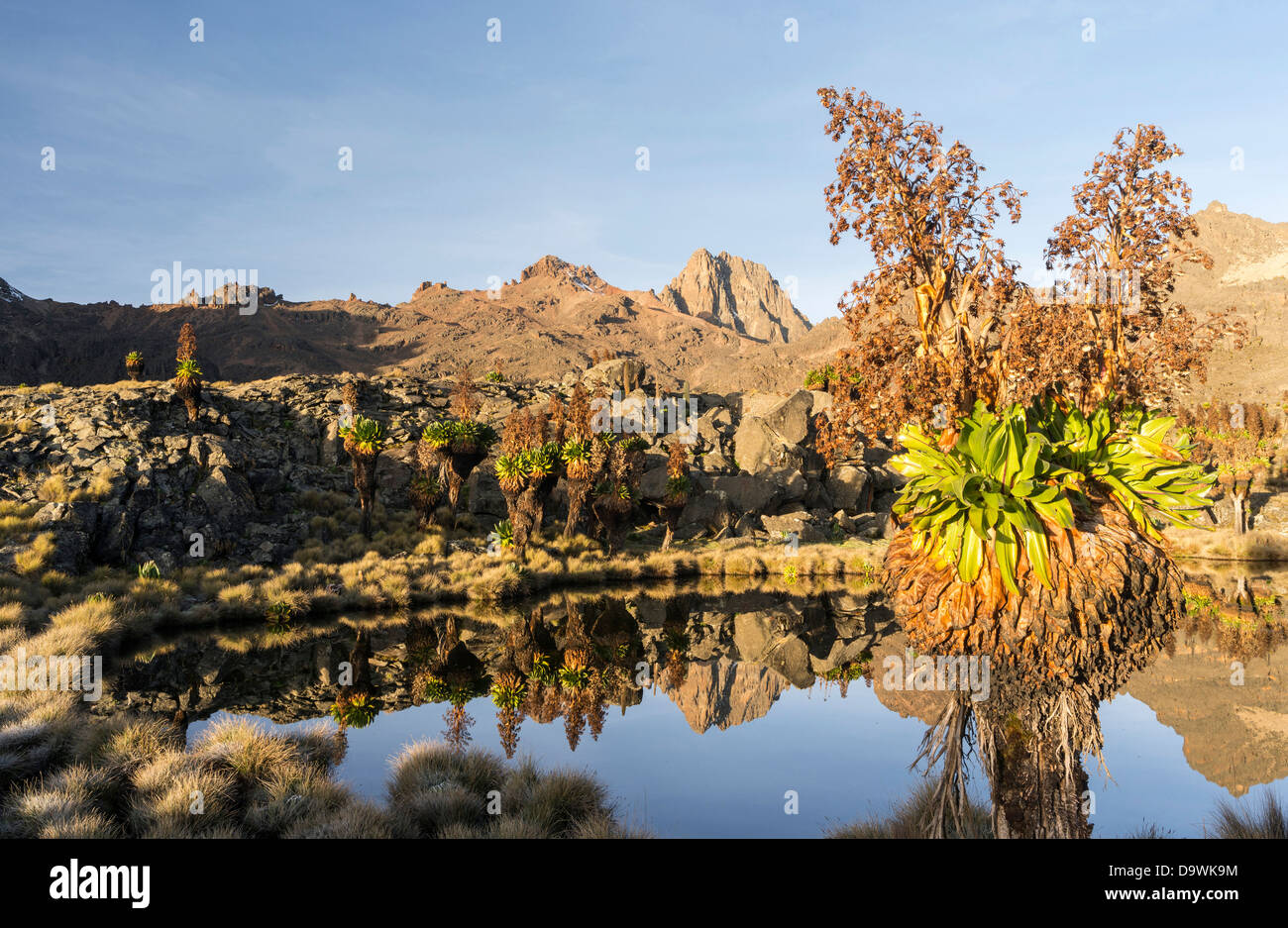 Kenya, Africa, Mount Kenya National Park. Sunrise with the peaks Batian ...