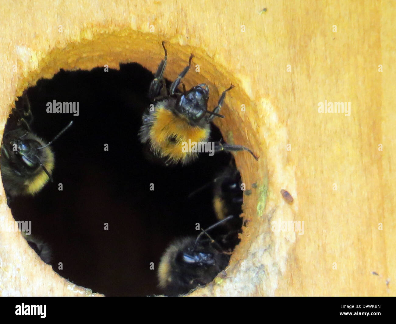 BOMBUS HYPNORUM (The Tree Bee) collecting wood from entrance to a bird nest box in June. Photo Tony Gale Stock Photo