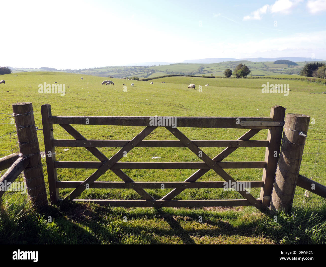 SHEEP FARM near Newchurch, Kington,Herefordshire, England. Photo Tony Gale Stock Photo