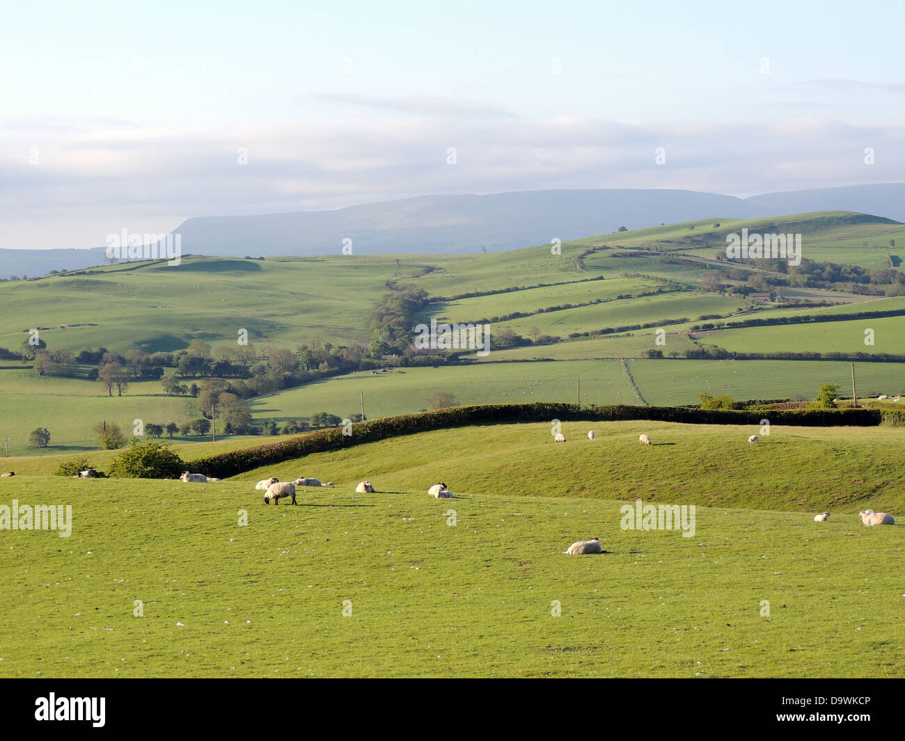 SHEEP FARM near Newchurch, Kington,Herefordshire, England. Photo Tony Gale Stock Photo