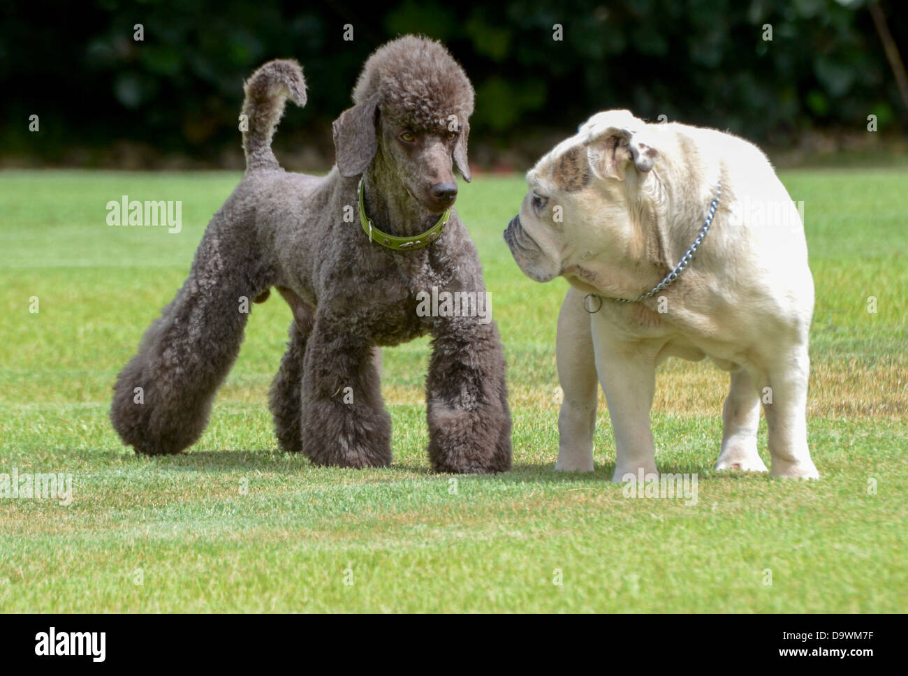 Two pedigree puppies black miniature poodle (left) and English bulldog playing on the lawn Stock Photo