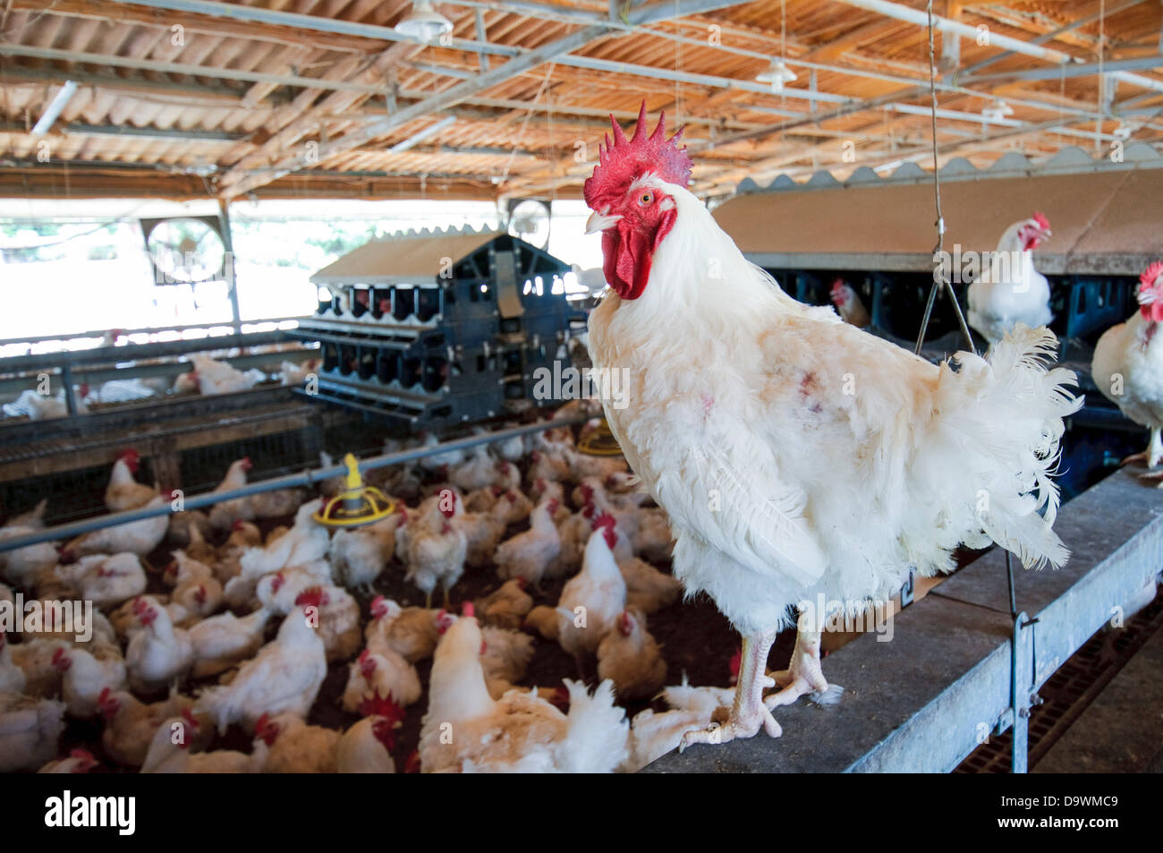 Poultry breeding farm. Rooster roosted in a coop. Photographed in