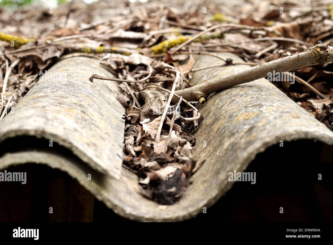 Lots of autumn leaves on a roof Stock Photo - Alamy