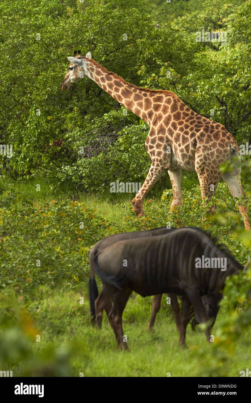 South African Giraffe and Blue wildebeest, Kruger National Park, South Africa Stock Photo