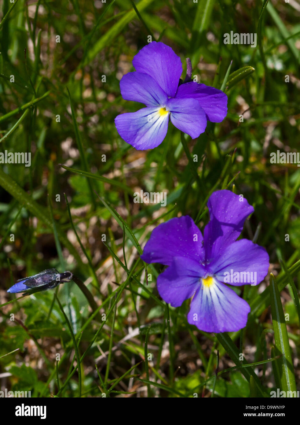 Wild Pansy (viola tricolour), Adamello National Park, Alps, Italy Stock Photo