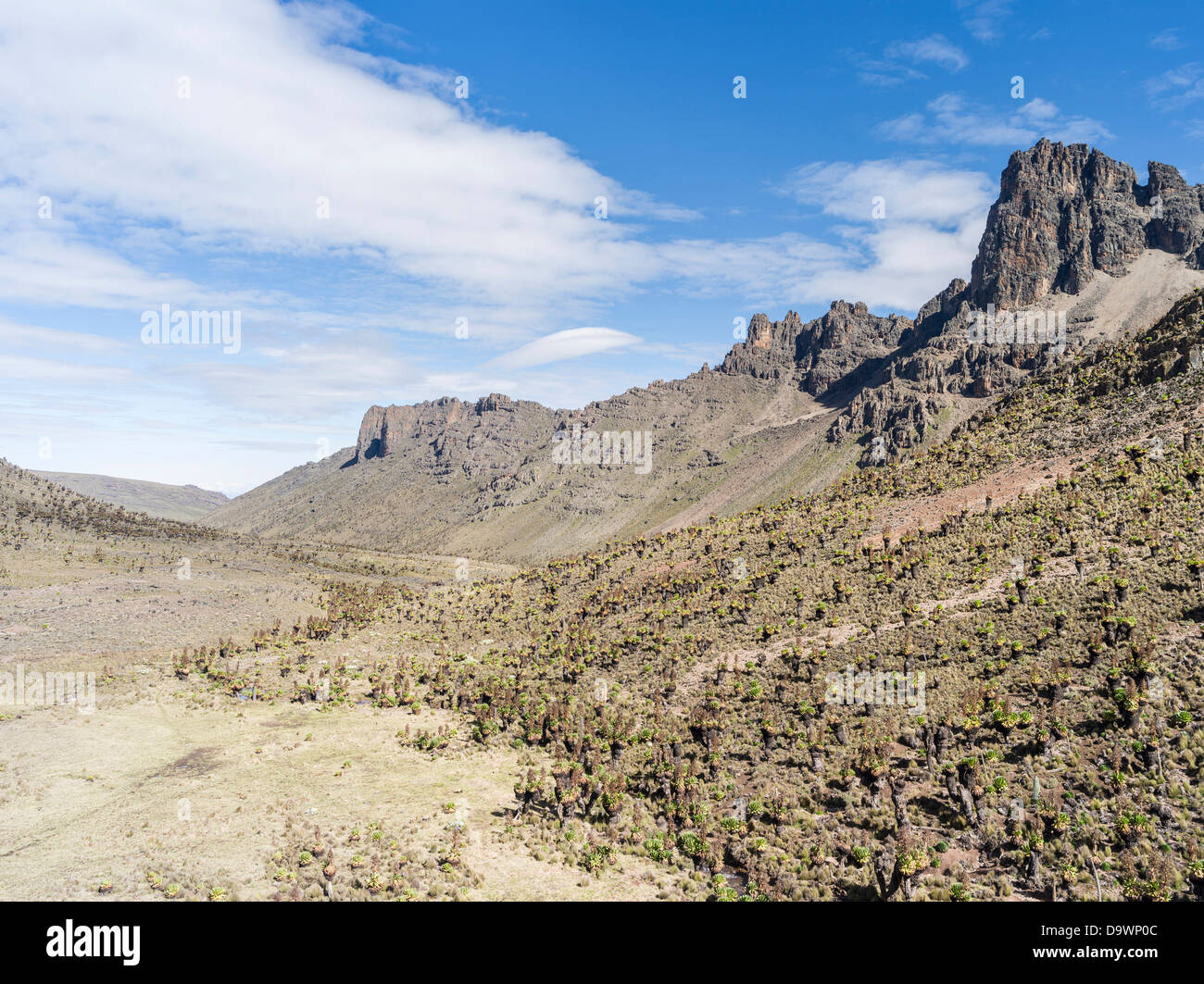 Kenya, Africa, Central Mount Kenya N.P. Mount Kenya with the Mackinder Valley and Giant Lobelias and Giant Groundsel. Stock Photo