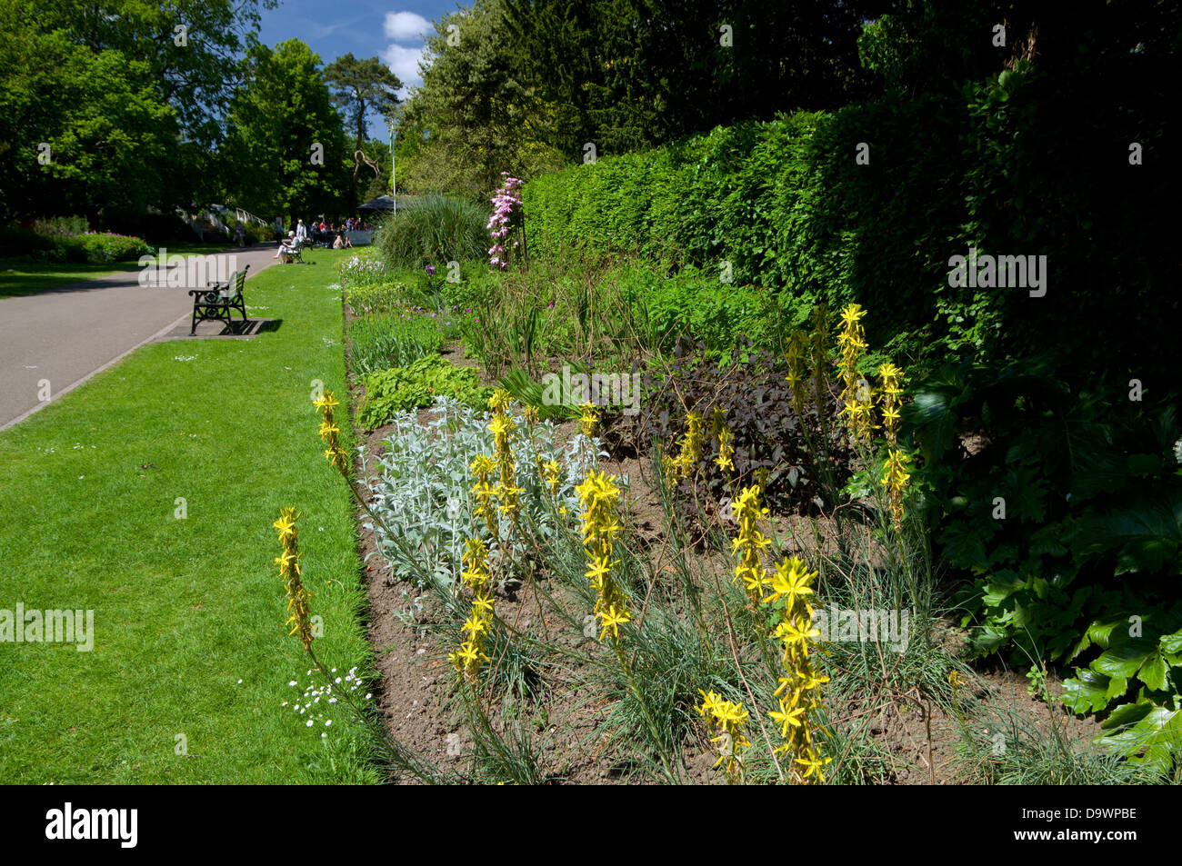 herbaceous border, bute park, cardiff, wales. Stock Photo