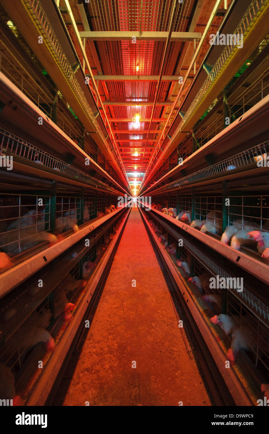 Battery Farming Hens in batteries Stock Photo Alamy