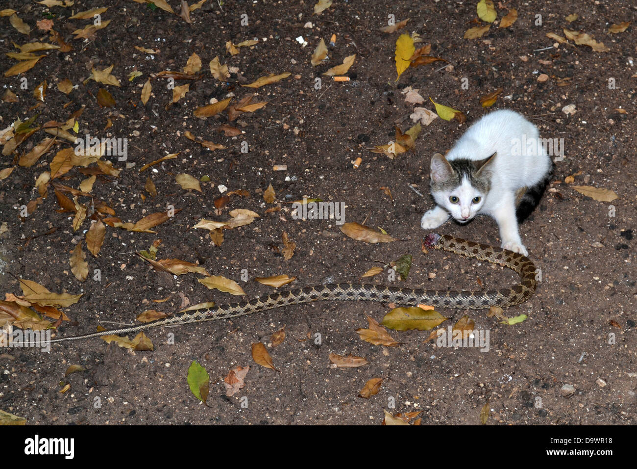a-domestic-cat-hunting-and-killing-a-viper-snake-photographed-in-israel-D9WR18.jpg