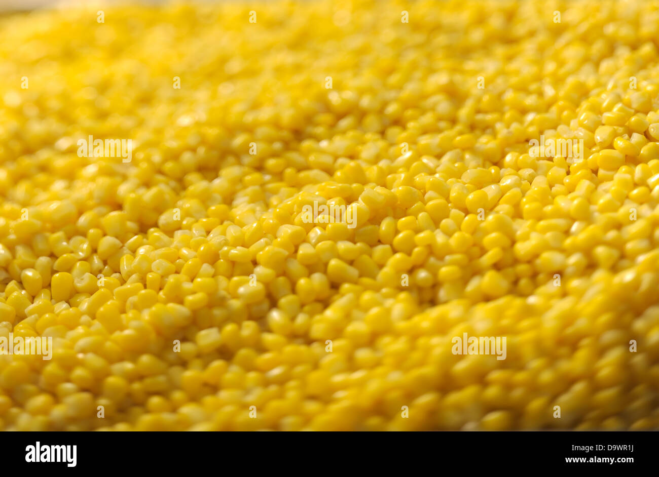 fresh corn Stock Photo