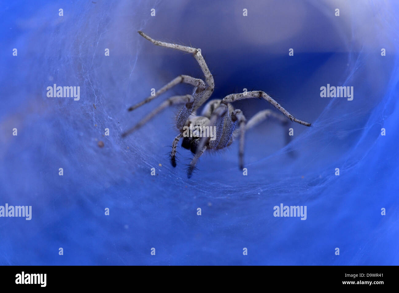 macro photography of a Spider Stock Photo - Alamy