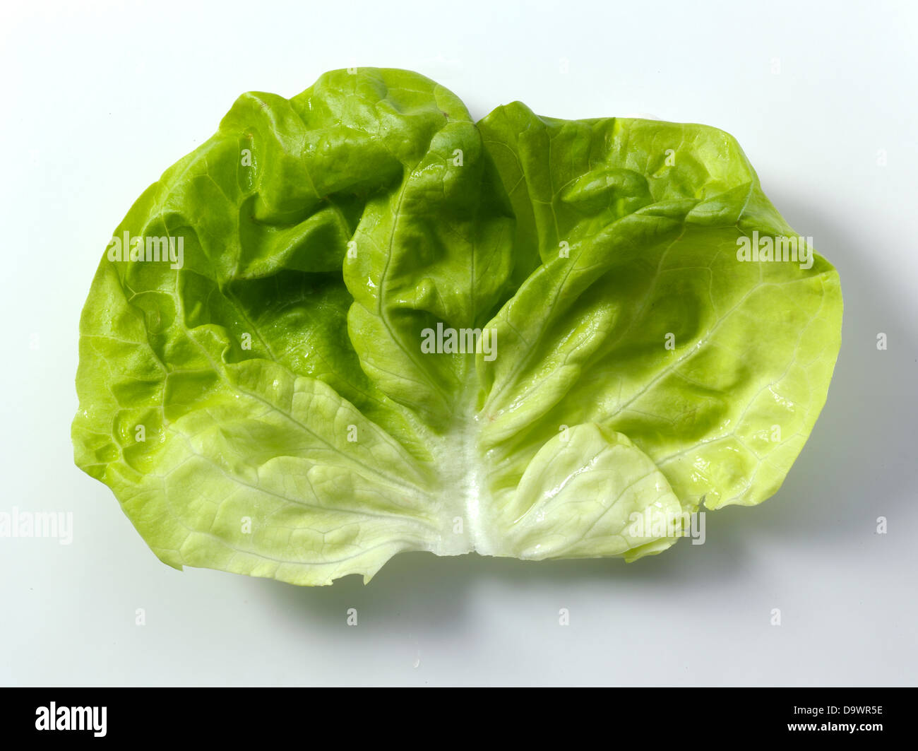 butterhead lettuce leaf Stock Photo Alamy