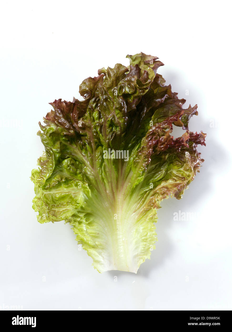 red leaf lettuce Stock Photo