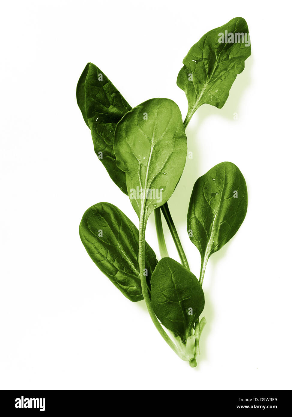 fresh spinach Stock Photo