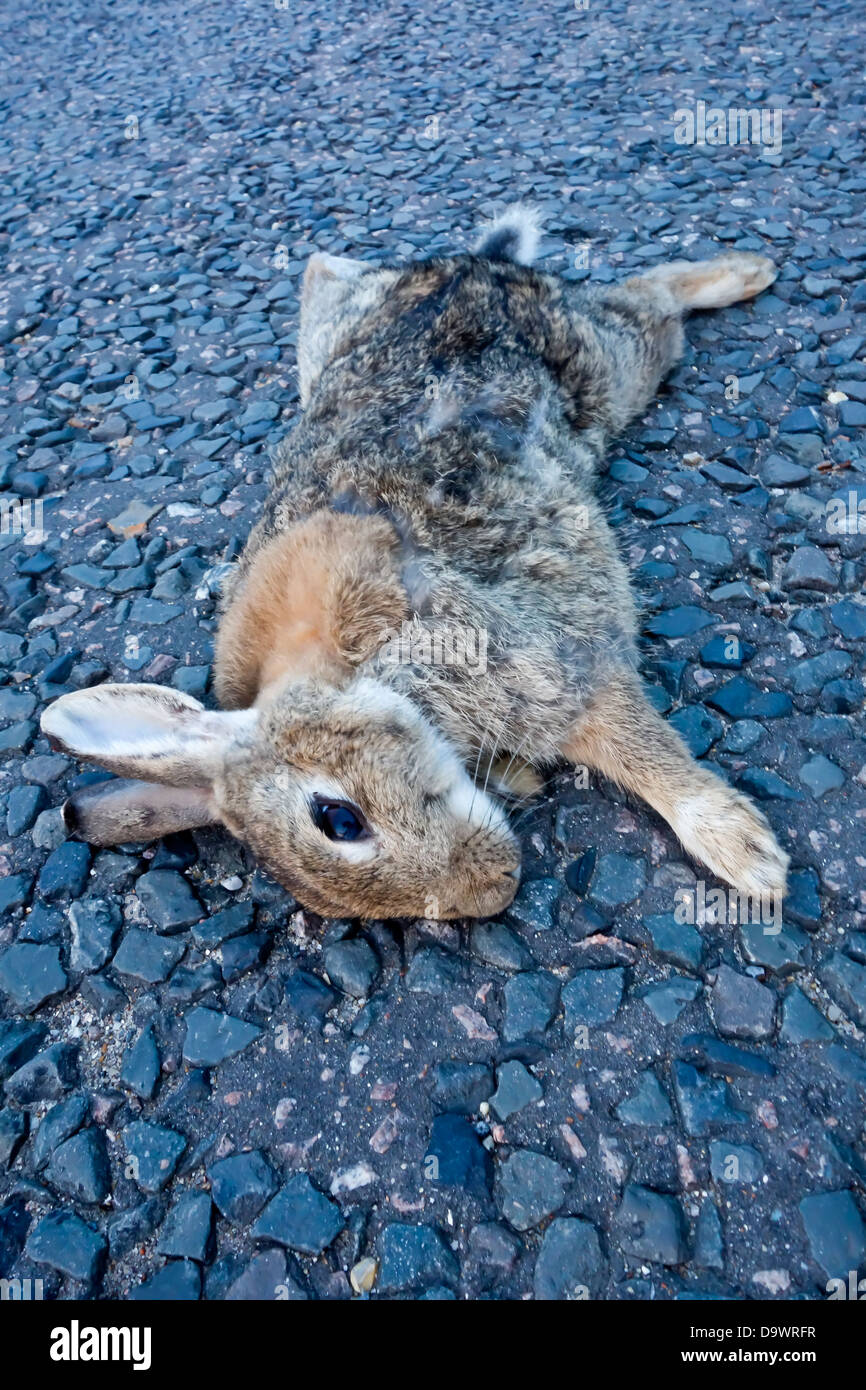 Road kill rabbit dead hires stock photography and images Alamy