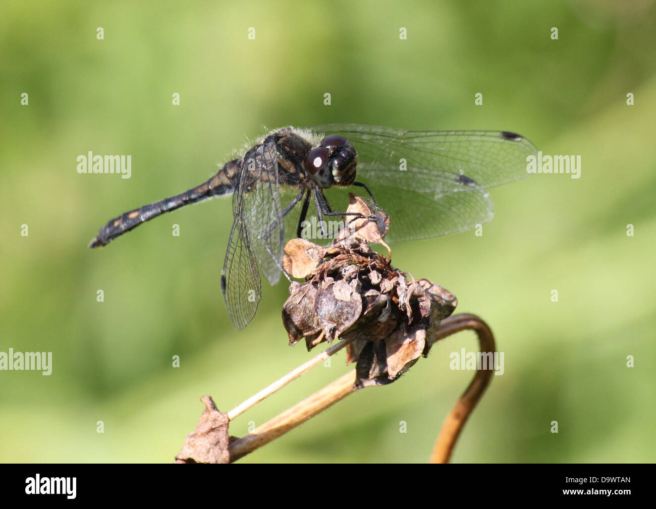 Close-up of a male Black Meadowhawk or  Black Darter dragonfly ( Sympetrum danae) Stock Photo