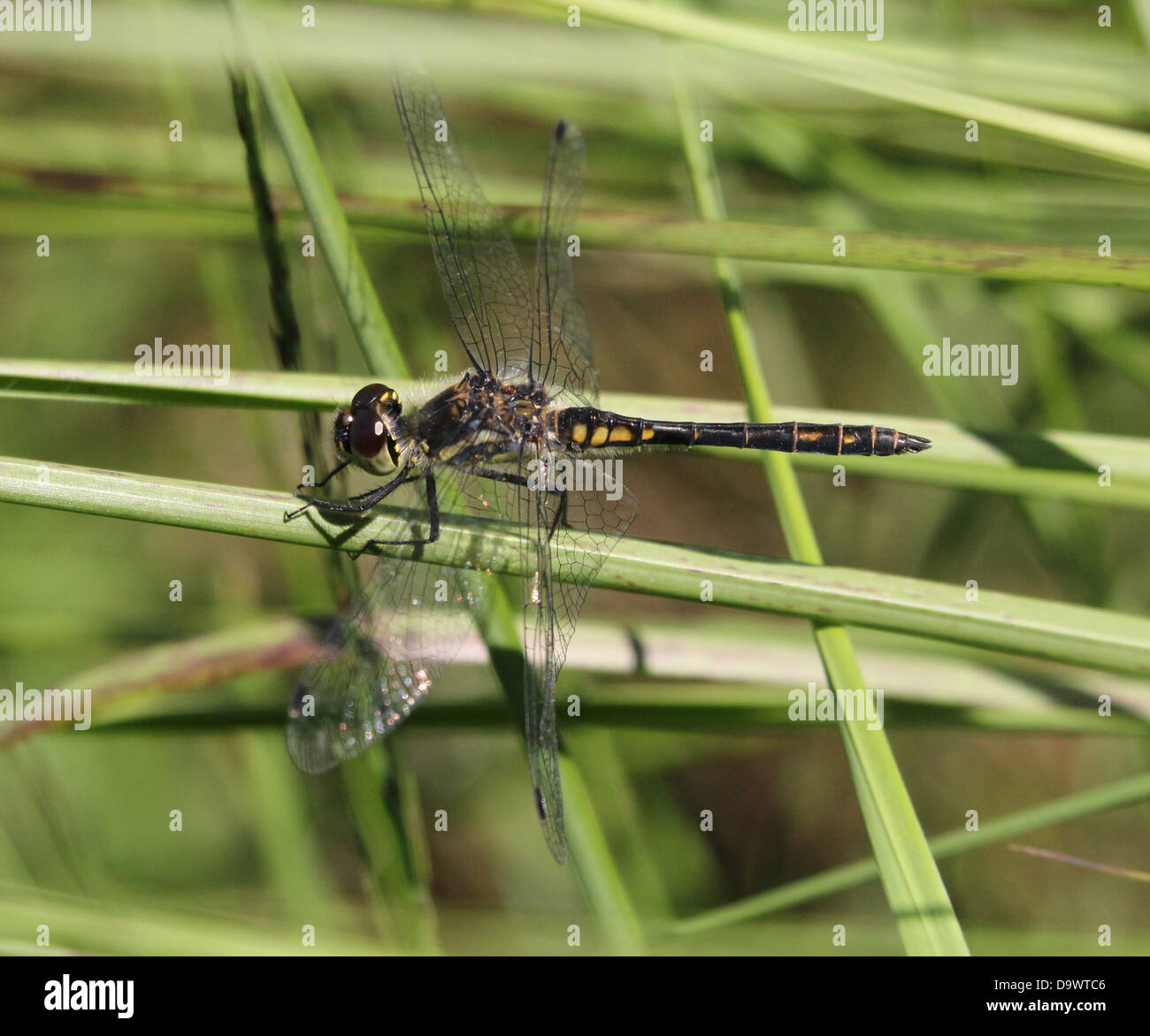 Close-up of a male Black Meadowhawk or  Black Darter dragonfly ( Sympetrum danae) Stock Photo