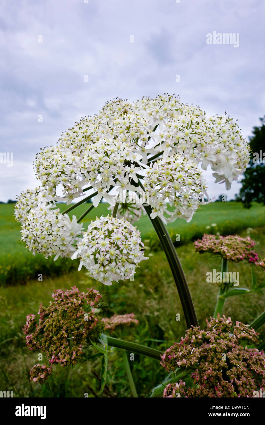 hogweed flower heracleum sphondylium Stock Photo