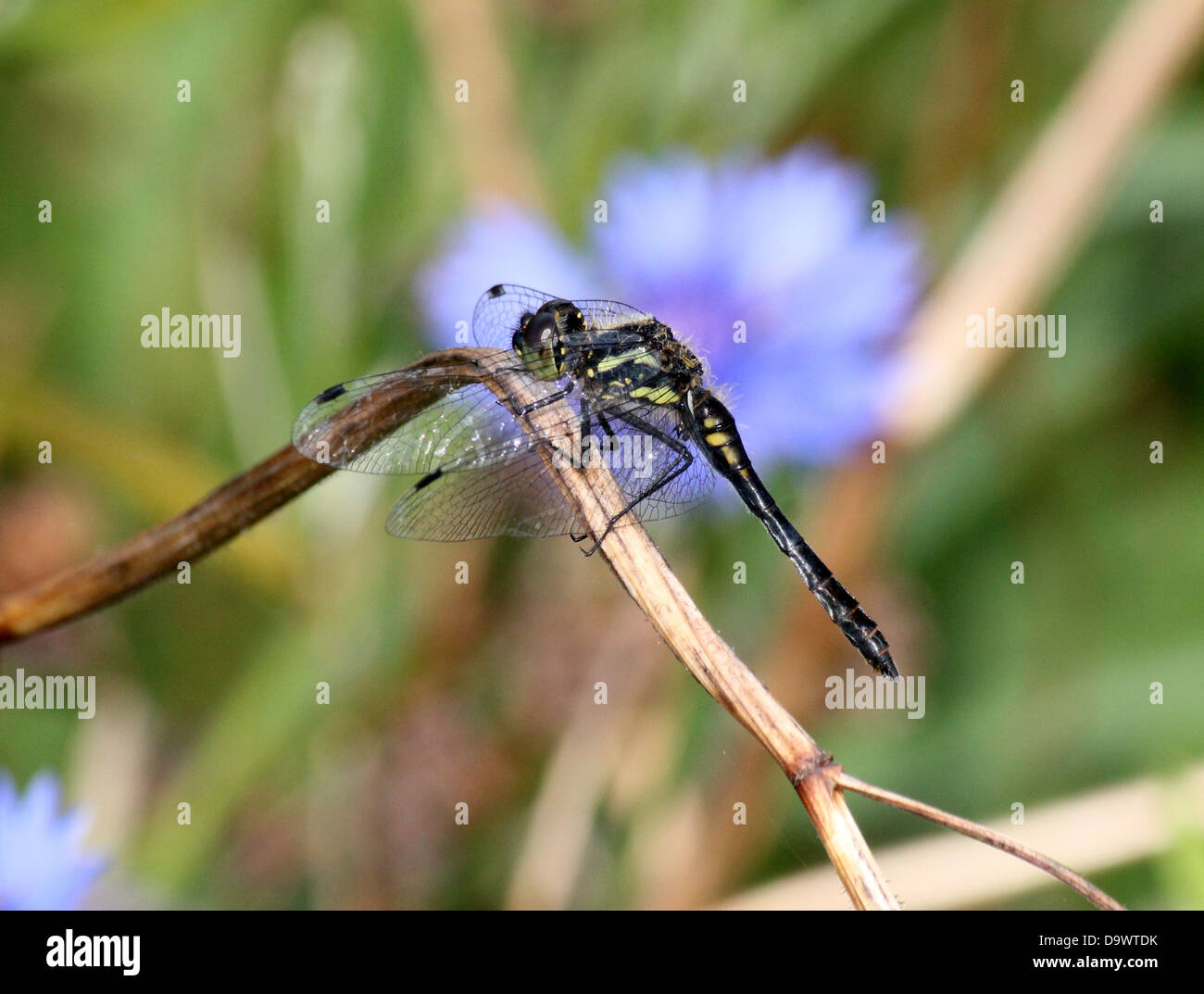 Close-up of a male Black Meadowhawk or  Black Darter dragonfly ( Sympetrum danae) Stock Photo