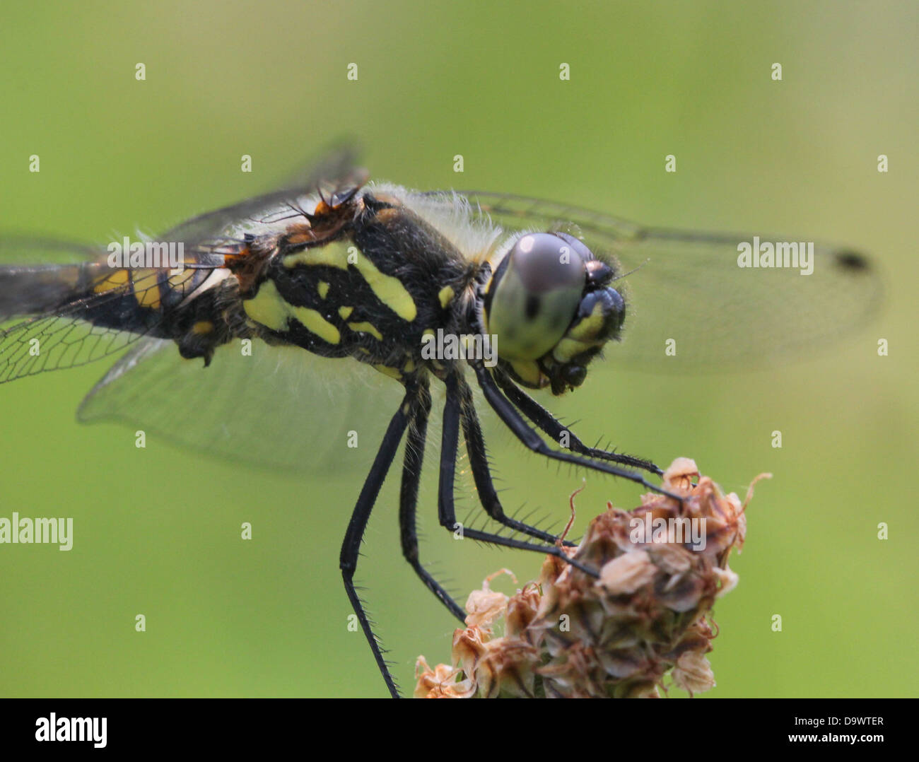 Close-up of a male Black Meadowhawk or  Black Darter dragonfly ( Sympetrum danae) Stock Photo