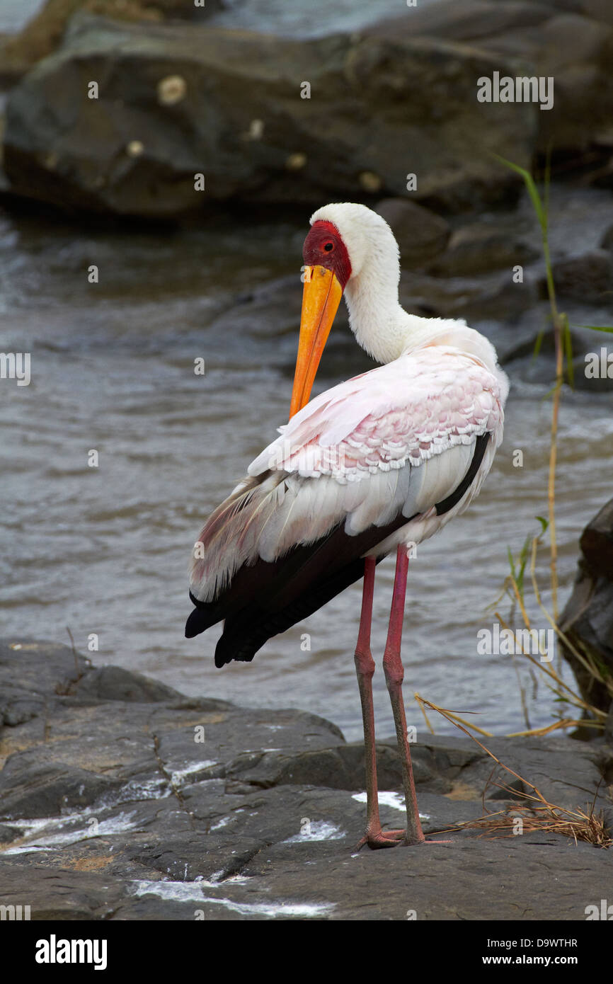 Yellow-billed Stork (Mycteria ibis), Kruger National Park, South Africa Stock Photo