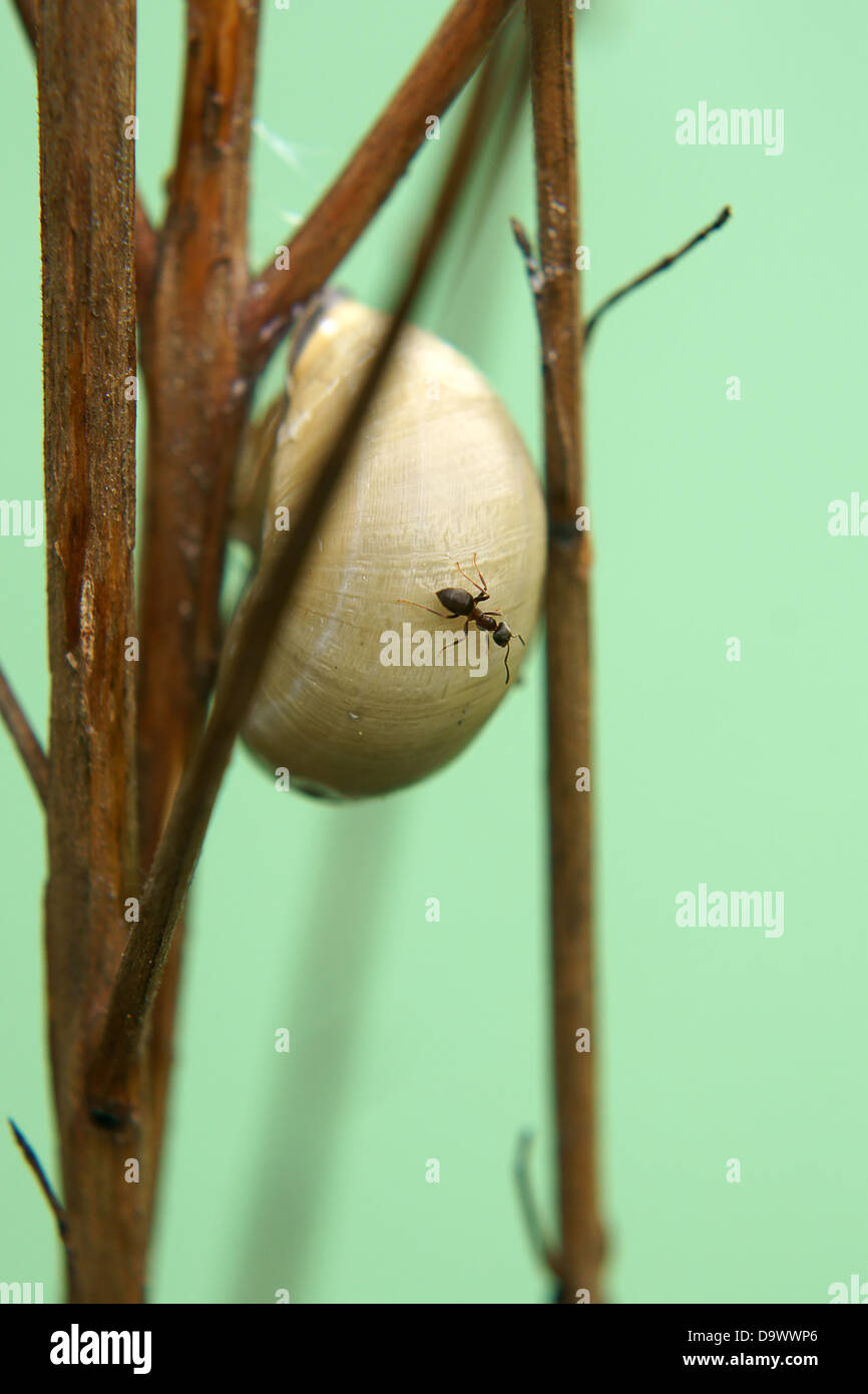 Snail and Ant Stock Photo