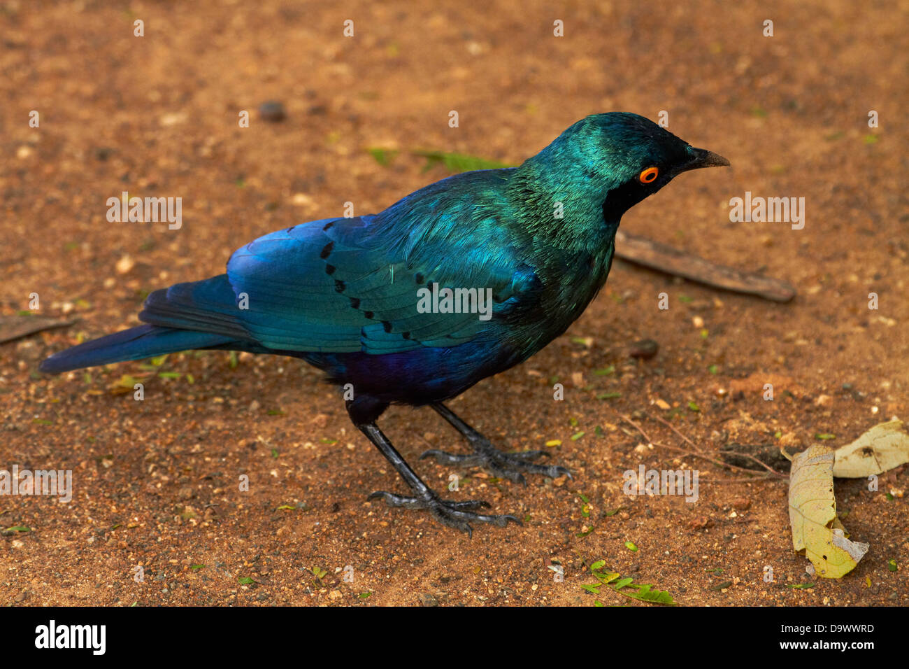 Greater Blue-eared Starling or Greater Blue-eared Glossy-starling (Lamprotornis chalybaeus), Kruger National Park, South Africa Stock Photo