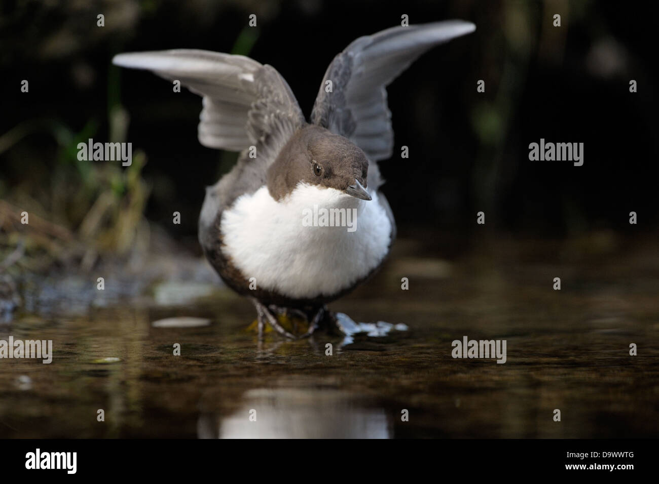 Dipper water bird hires stock photography and images Alamy