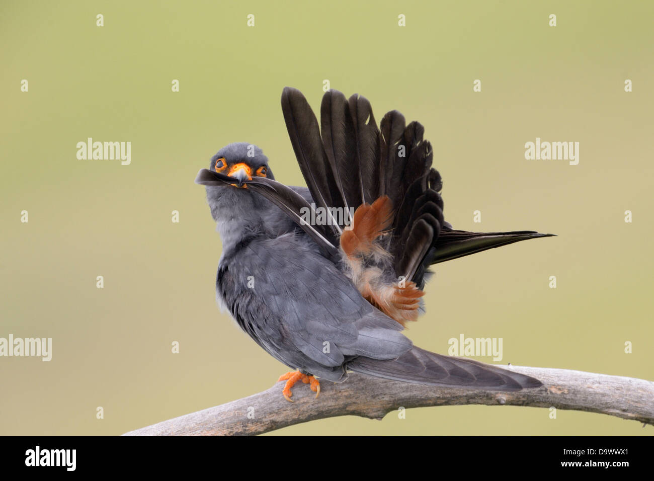 Red-footed Falcon (Falco vespertinus) cleaning his feathers Stock Photo