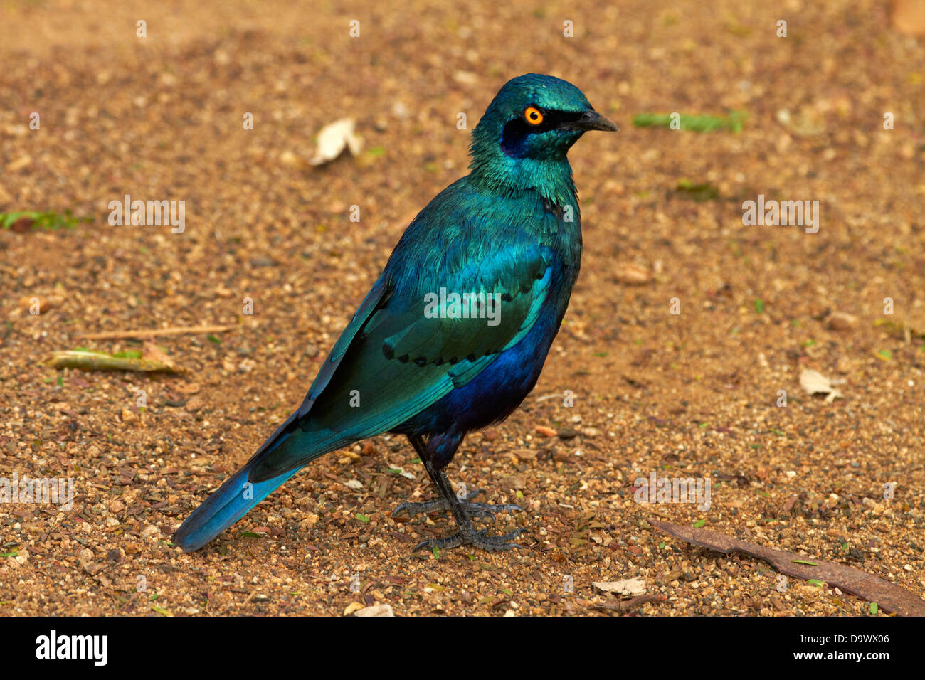 Greater Blue-eared Starling or Greater Blue-eared Glossy-starling (Lamprotornis chalybaeus), Kruger National Park, South Africa Stock Photo