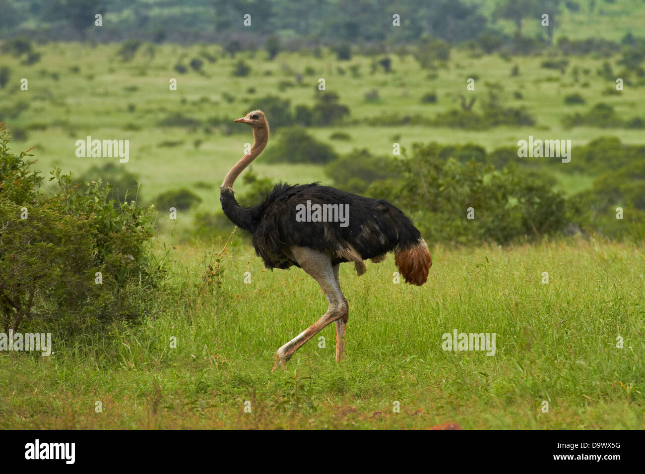 Ostrich (Struthio camelus), Kruger National Park, South Africa Stock Photo