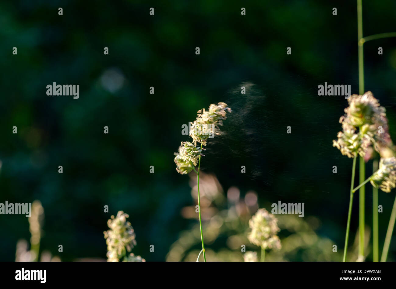 flowers and pollen blown by the wind Stock Photo Alamy