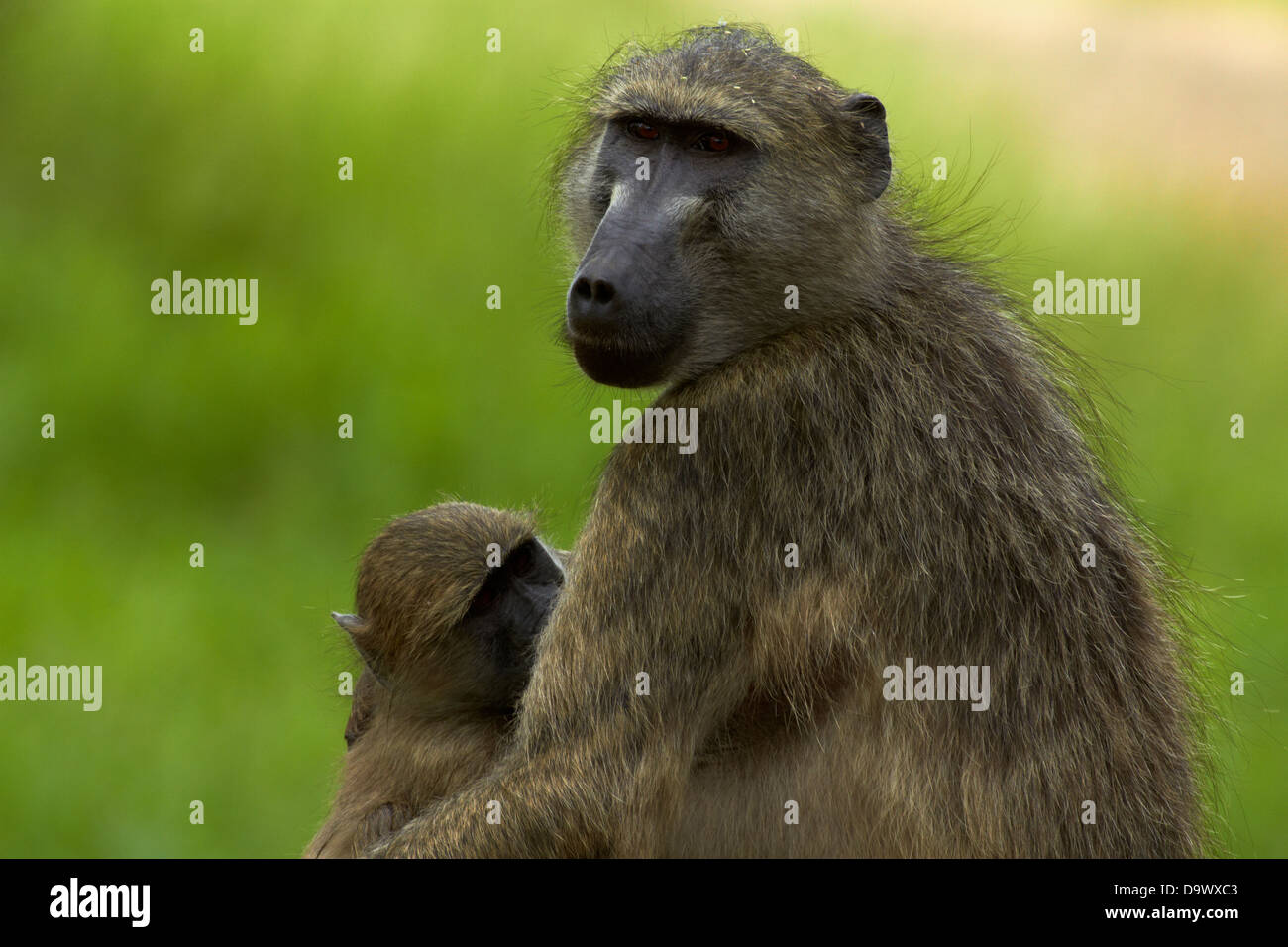 Chacma baboon (Papio ursinus) and baby, Kruger National Park, South Africa Stock Photo